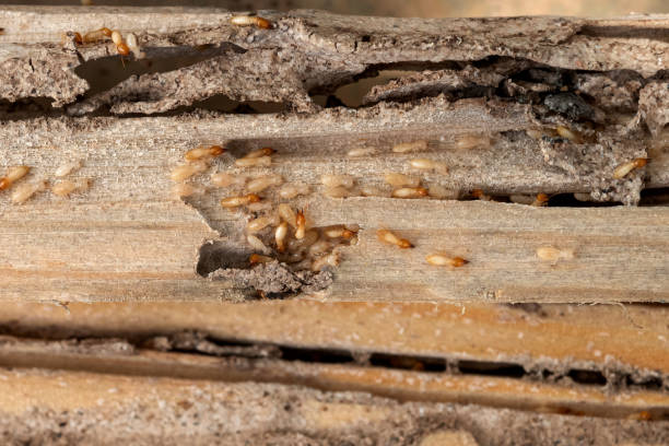 Best Wildlife Control Services  in Hurlock, MD